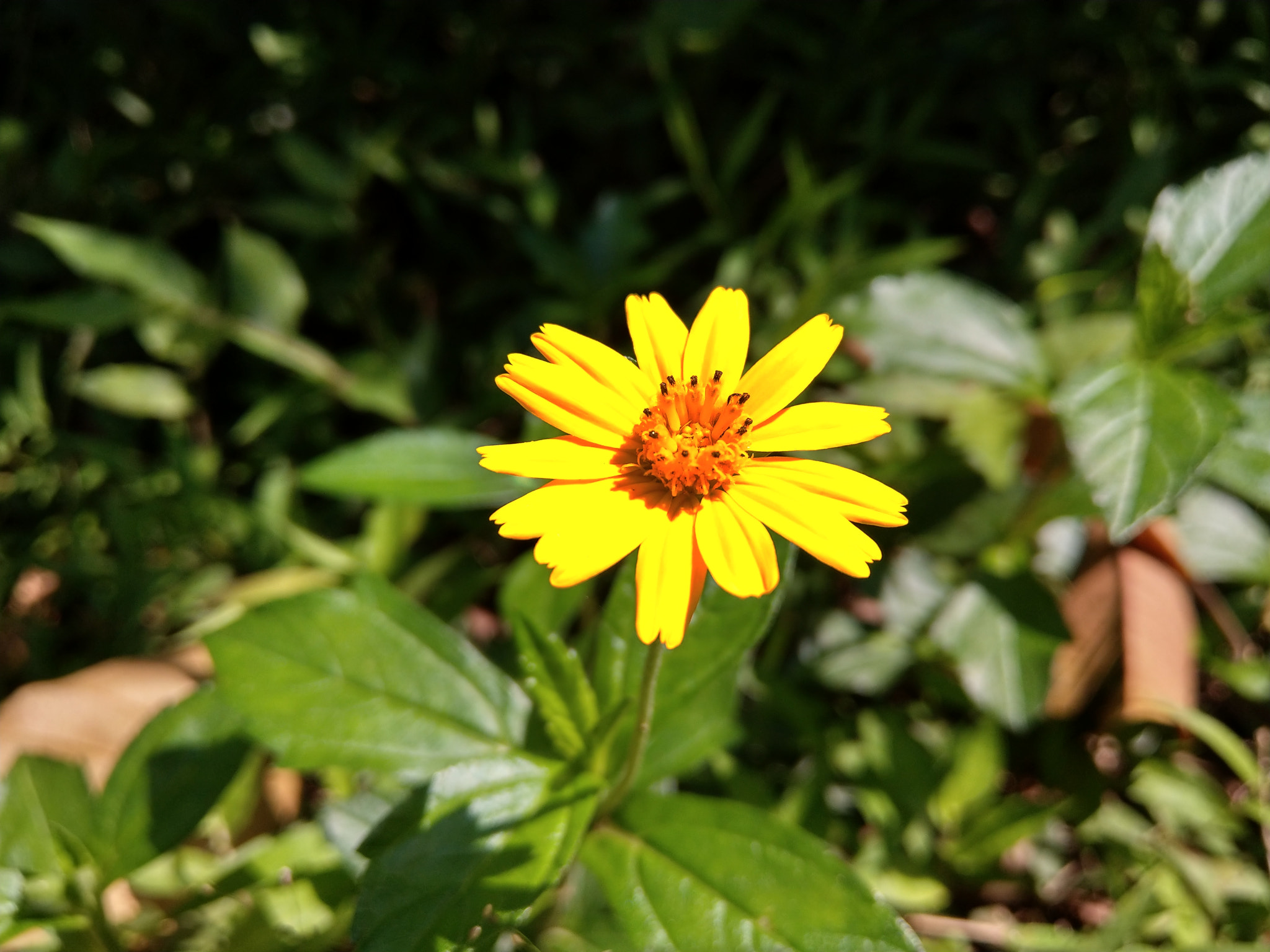 HTC U11 sample photo