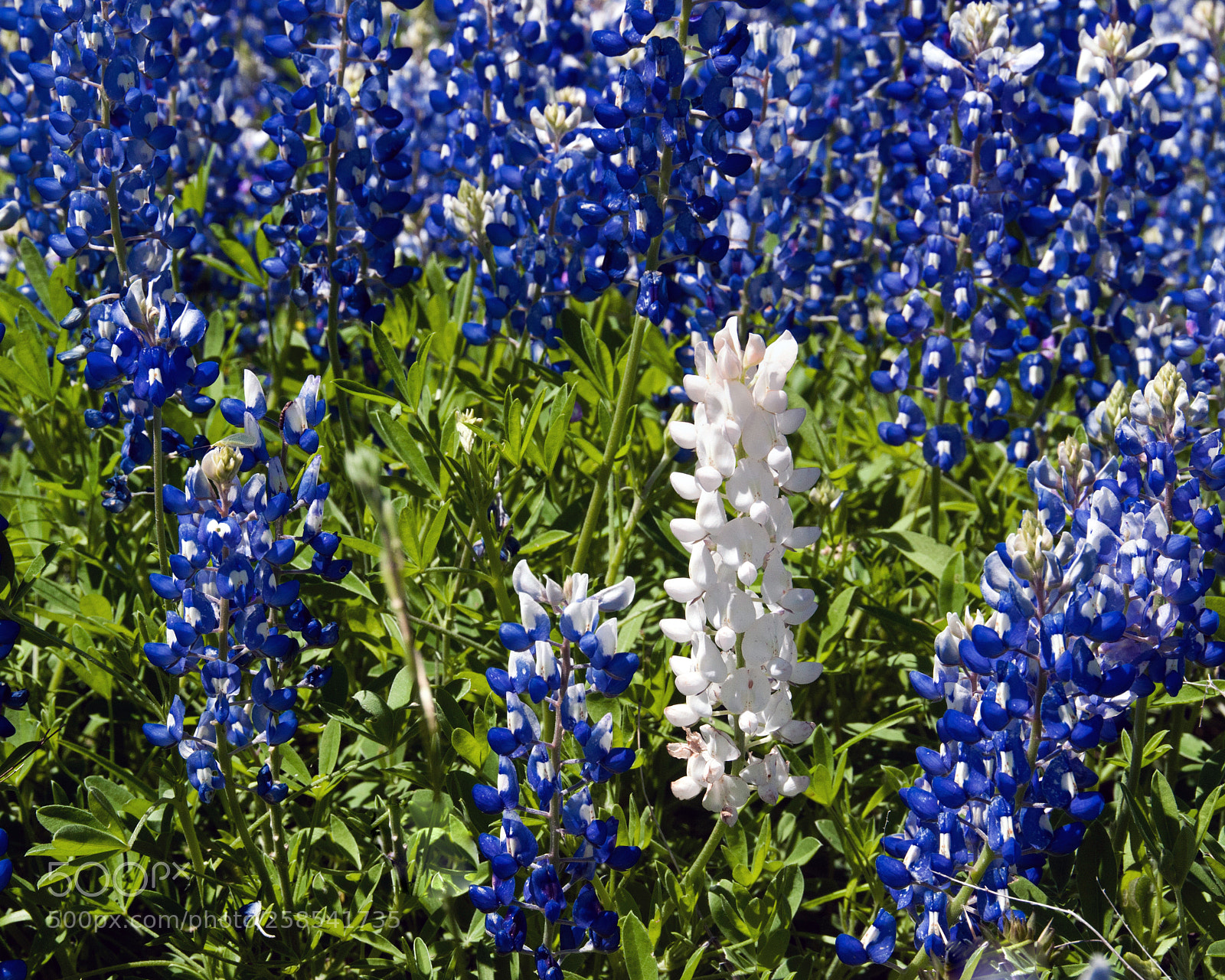 Nikon D300 sample photo. Albino bluebonnet in a photography