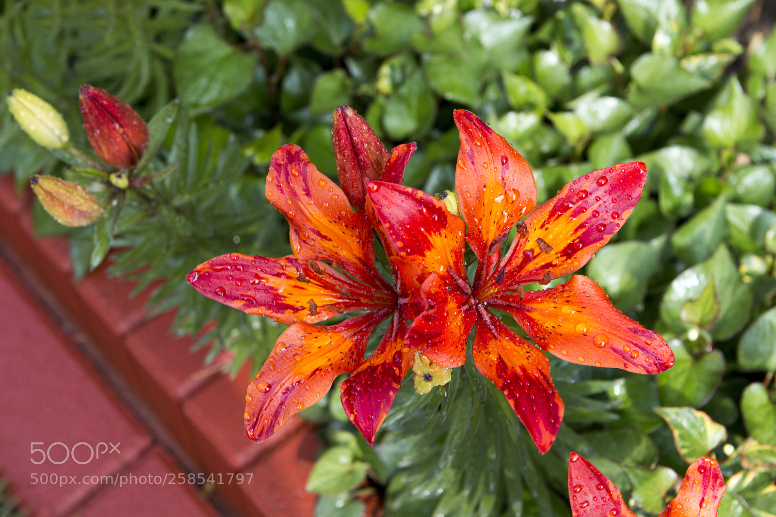 Canon EOS 70D sample photo. Tűzliliom photography