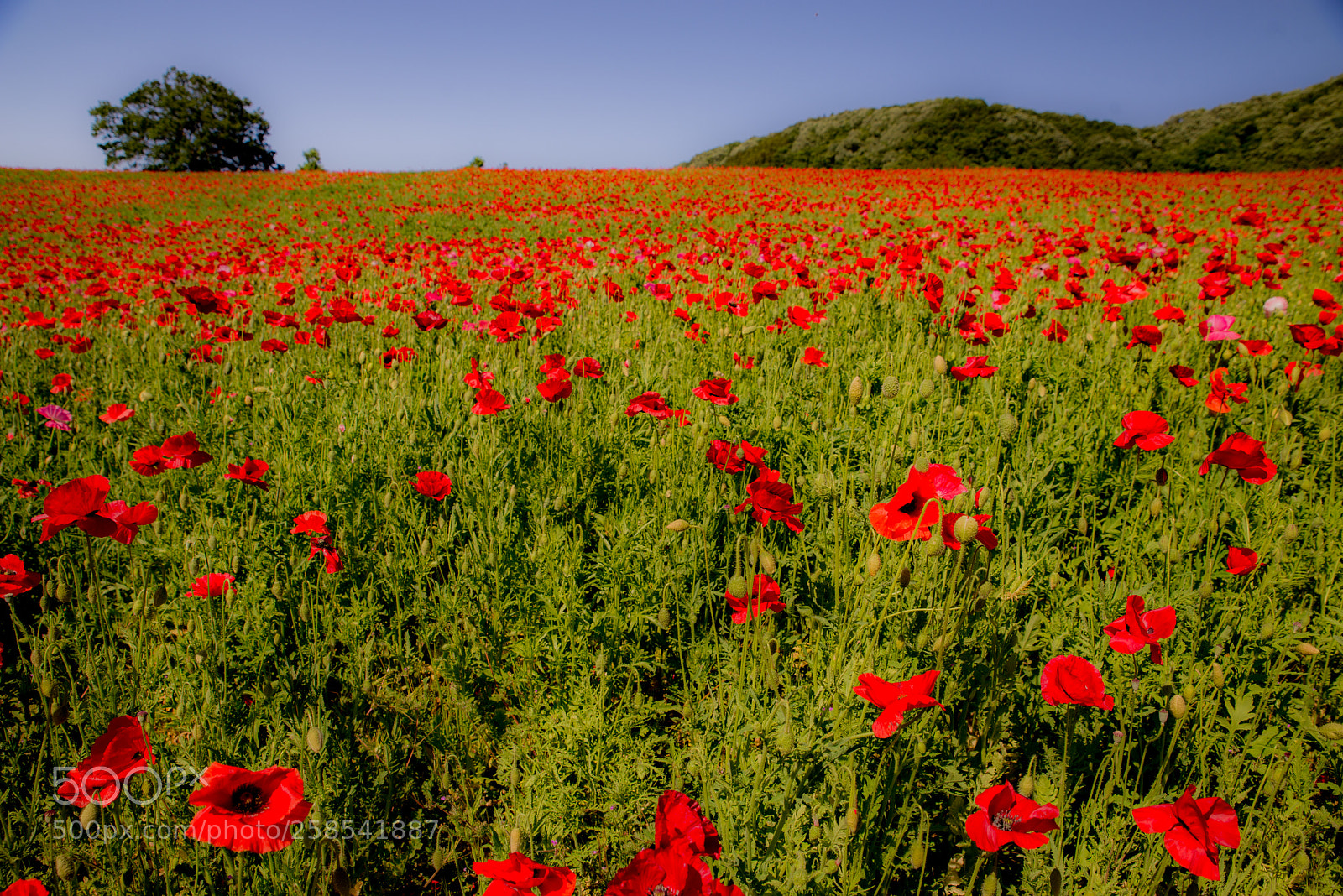 Nikon D610 sample photo. 0511-2119.jpg photography