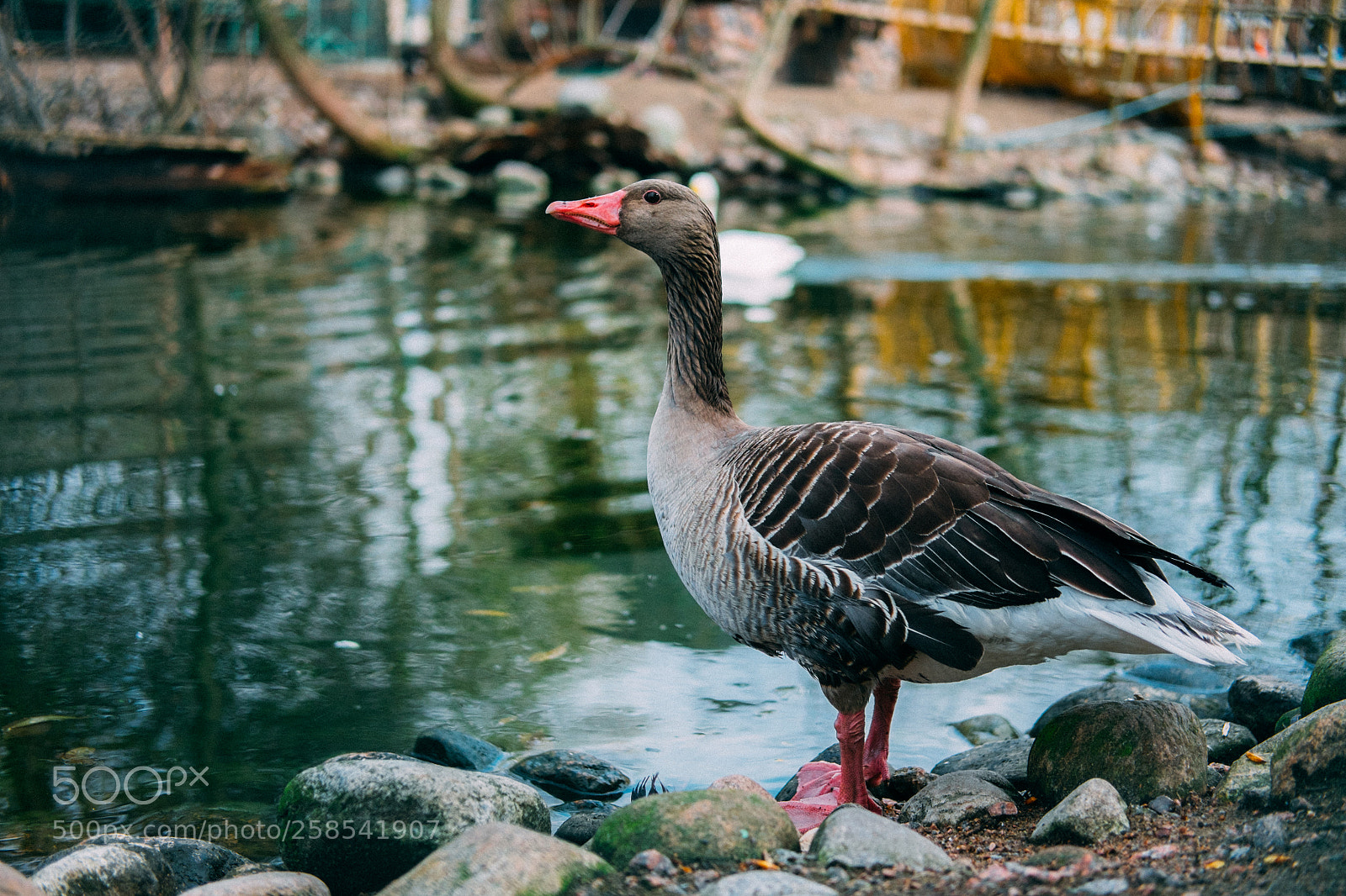 Fujifilm X-T1 sample photo. Angry bird photography