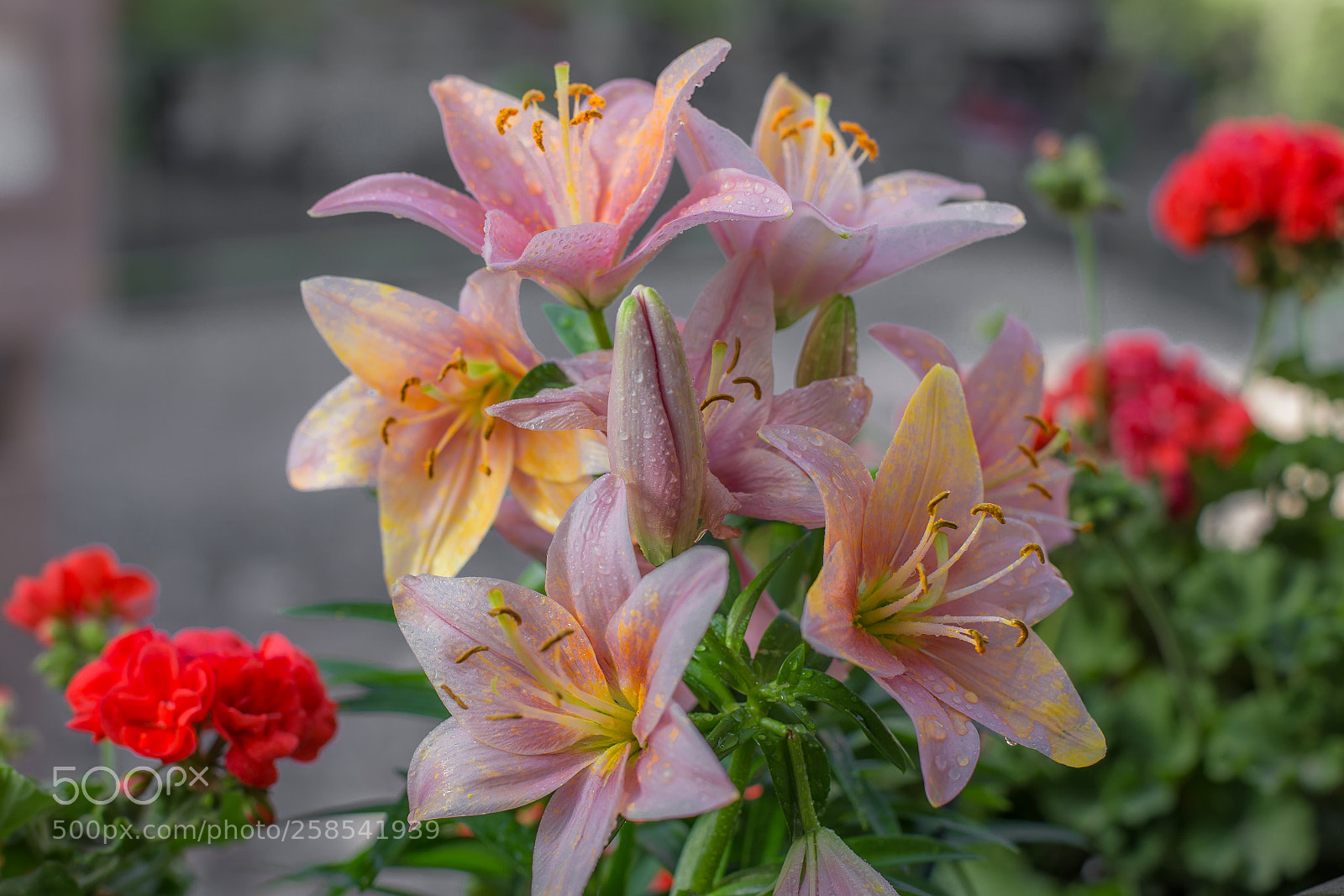 Canon EOS 6D sample photo. Capricho natural photography