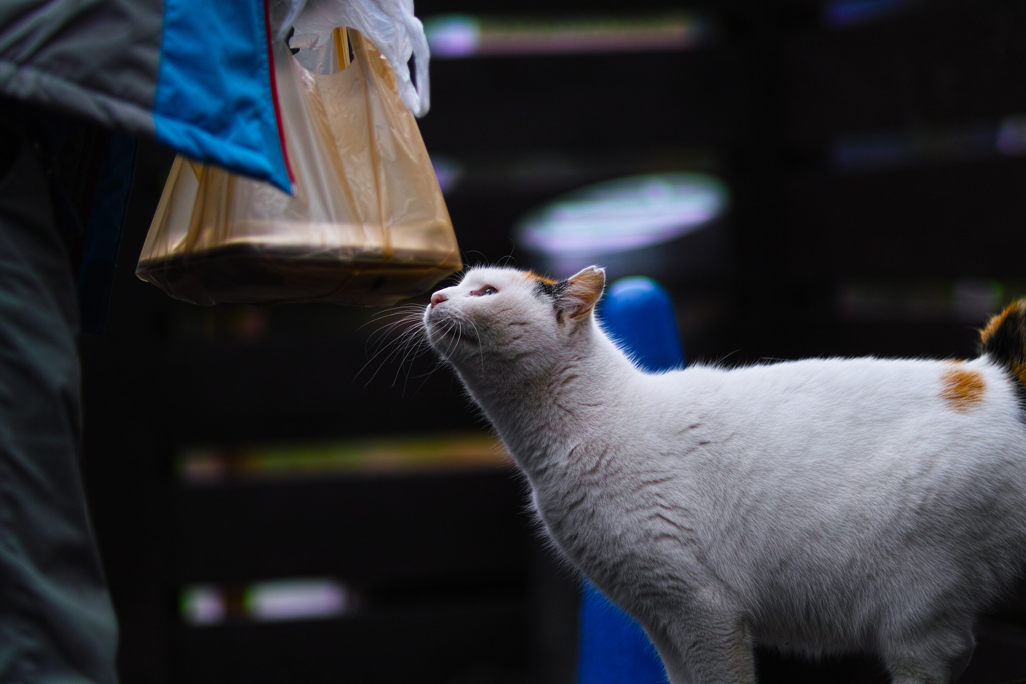 Sigma 85mm F1.4 EX DG HSM sample photo. Cat every day photography