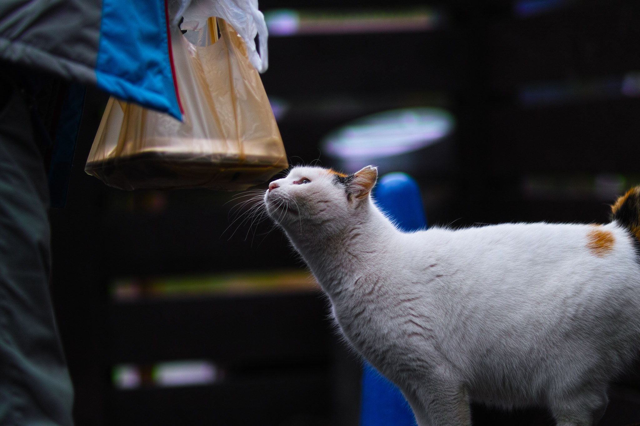 Sigma SD1 Merrill + Sigma 85mm F1.4 EX DG HSM sample photo. Cat every day photography