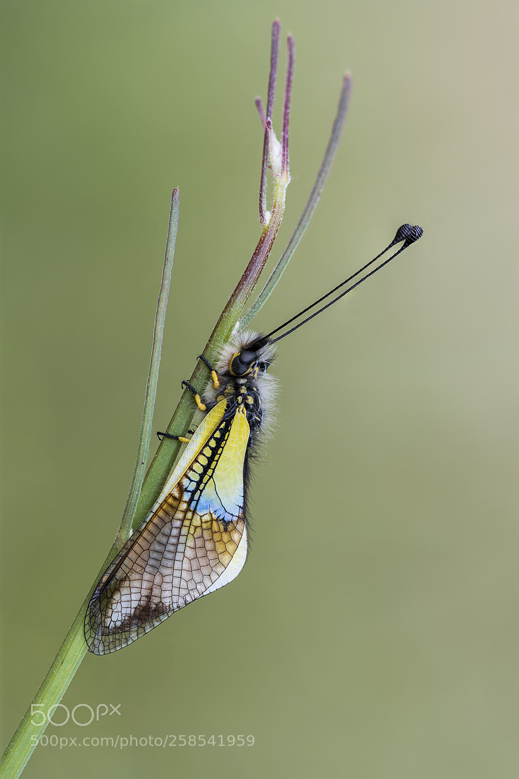 Nikon D850 sample photo. Libelloides baeticus photography