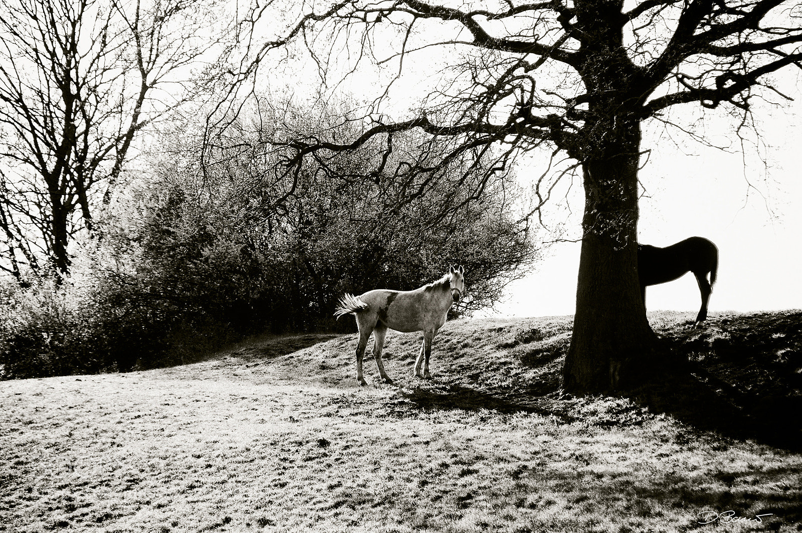 Nikon D300S sample photo. 1 1/2 horses photography