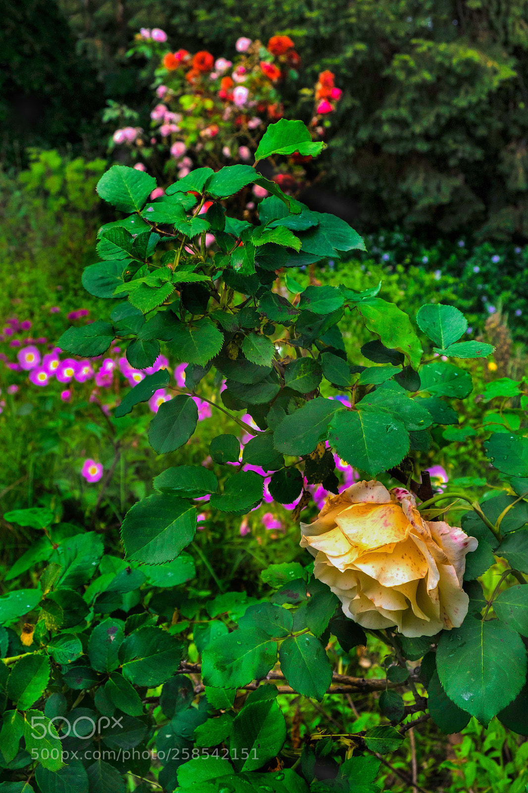 Fujifilm X-T1 sample photo. Come in my garden photography