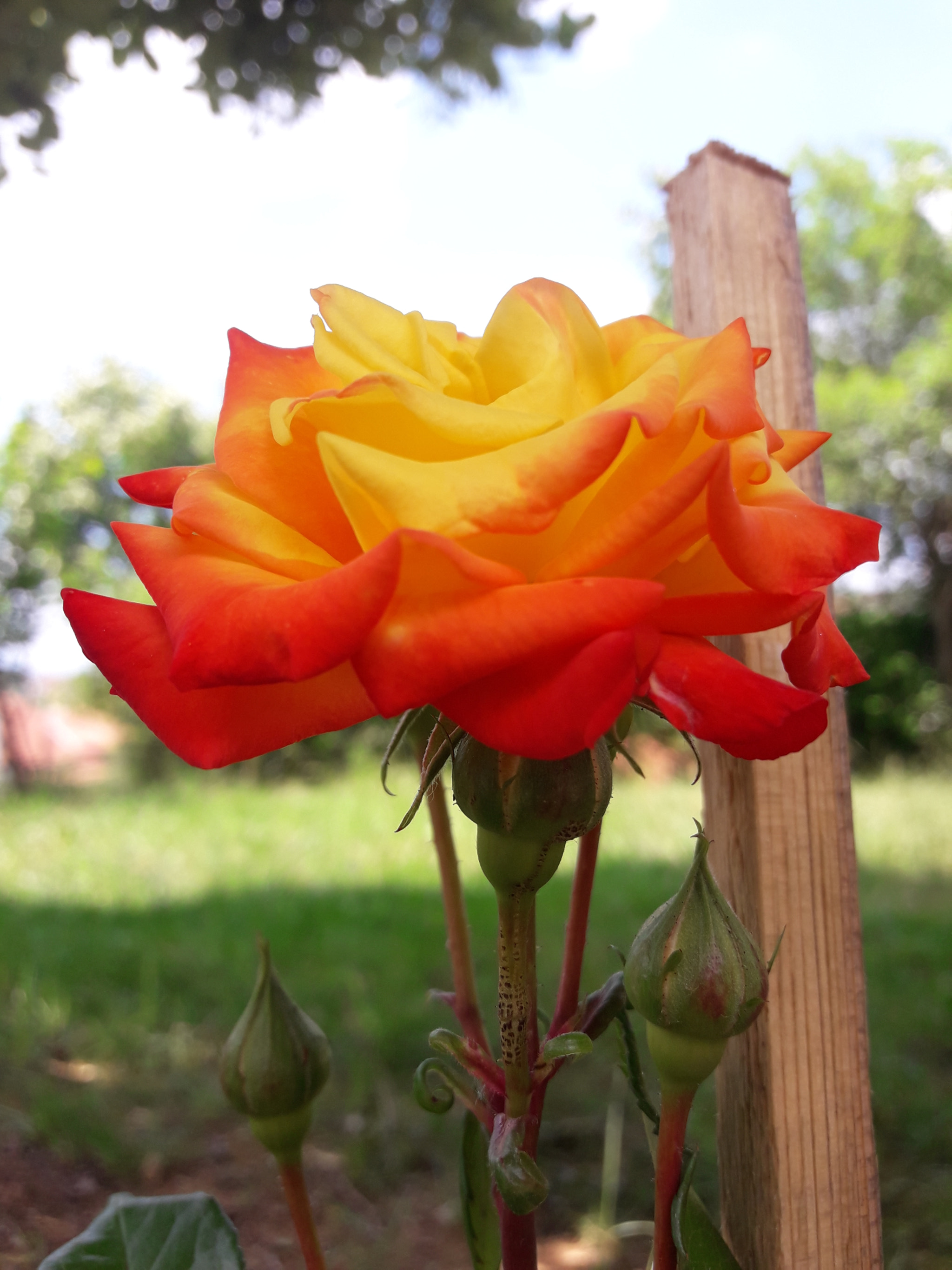 Samsung Galaxy J7 Neo sample photo. Nature photography