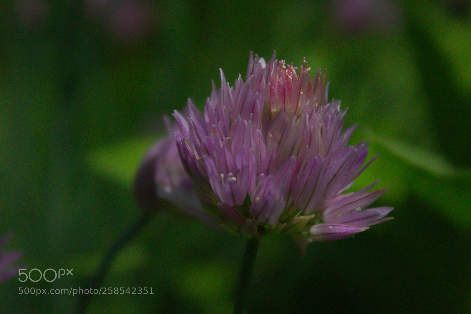 Canon EOS 1200D (EOS Rebel T5 / EOS Kiss X70 / EOS Hi) sample photo. Onion flower photography