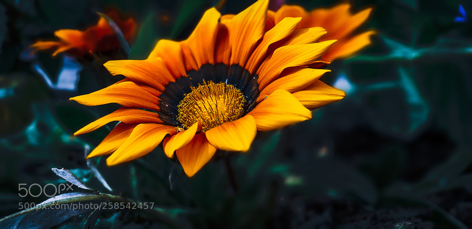 Samsung Galaxy S9+ sample photo. Untitled photography