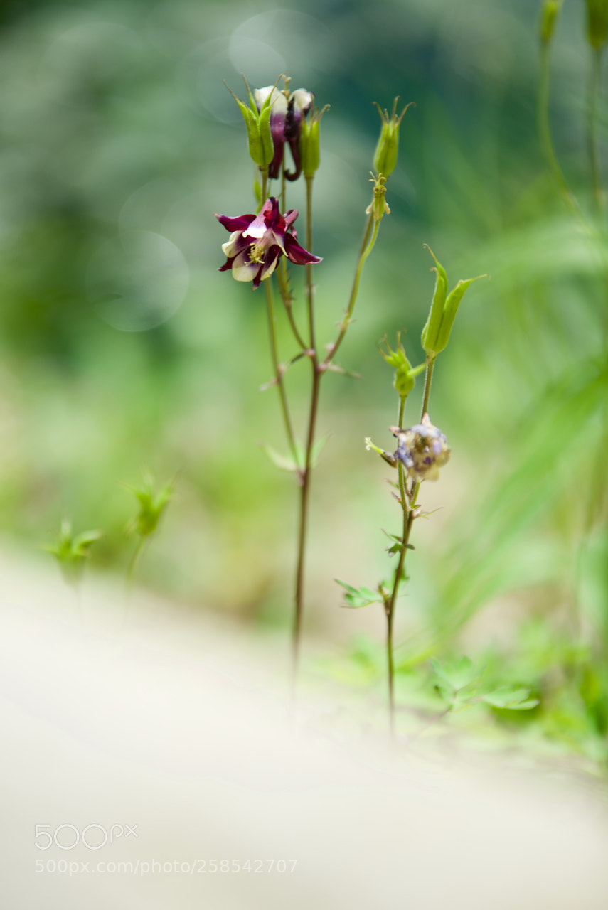 Nikon D810 sample photo. Cbk photography