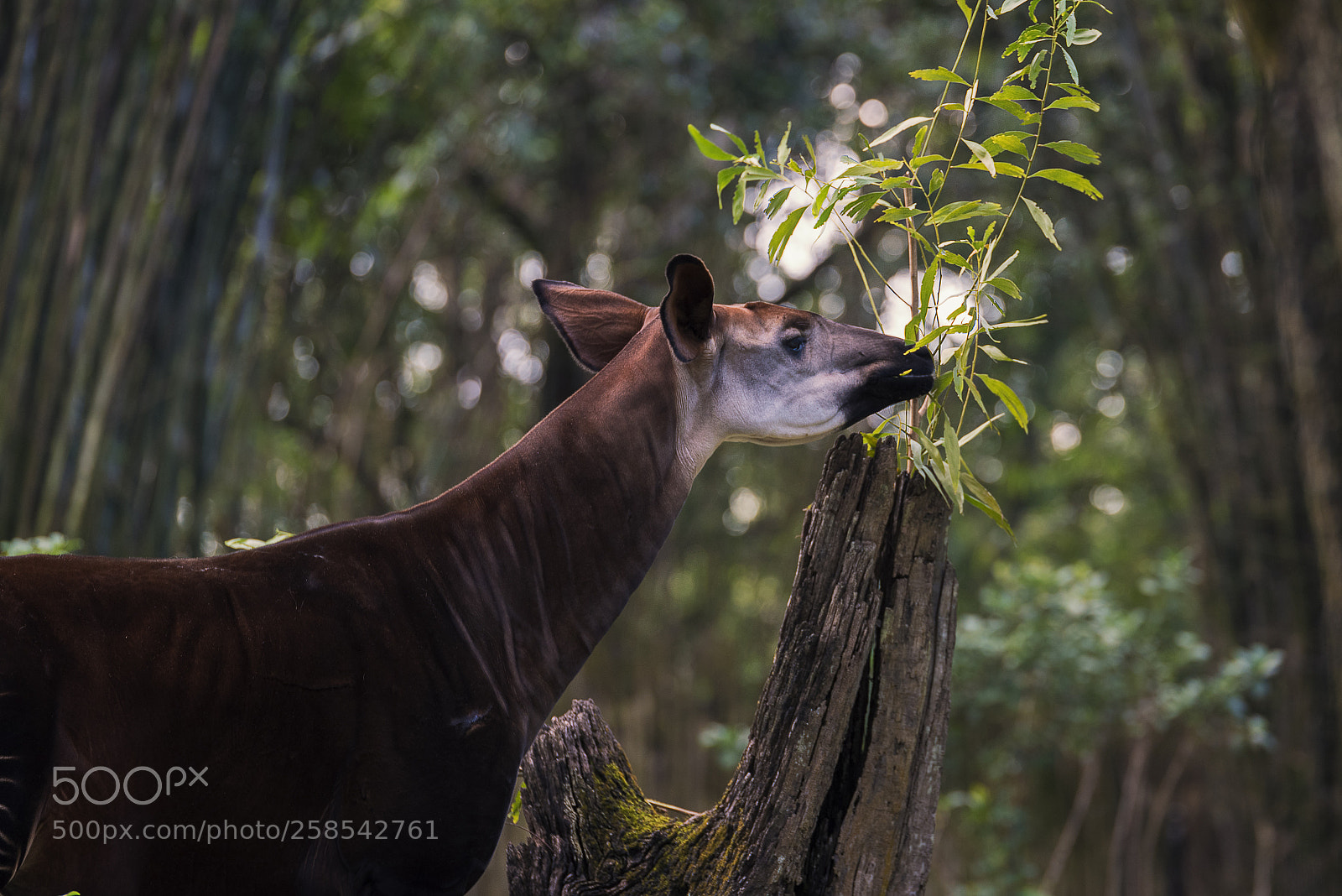Nikon D750 sample photo. Okapi eating photography