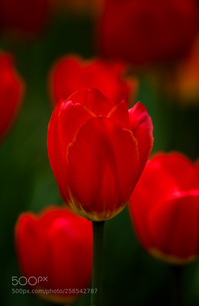 Nikon D750 sample photo. Tulips photography