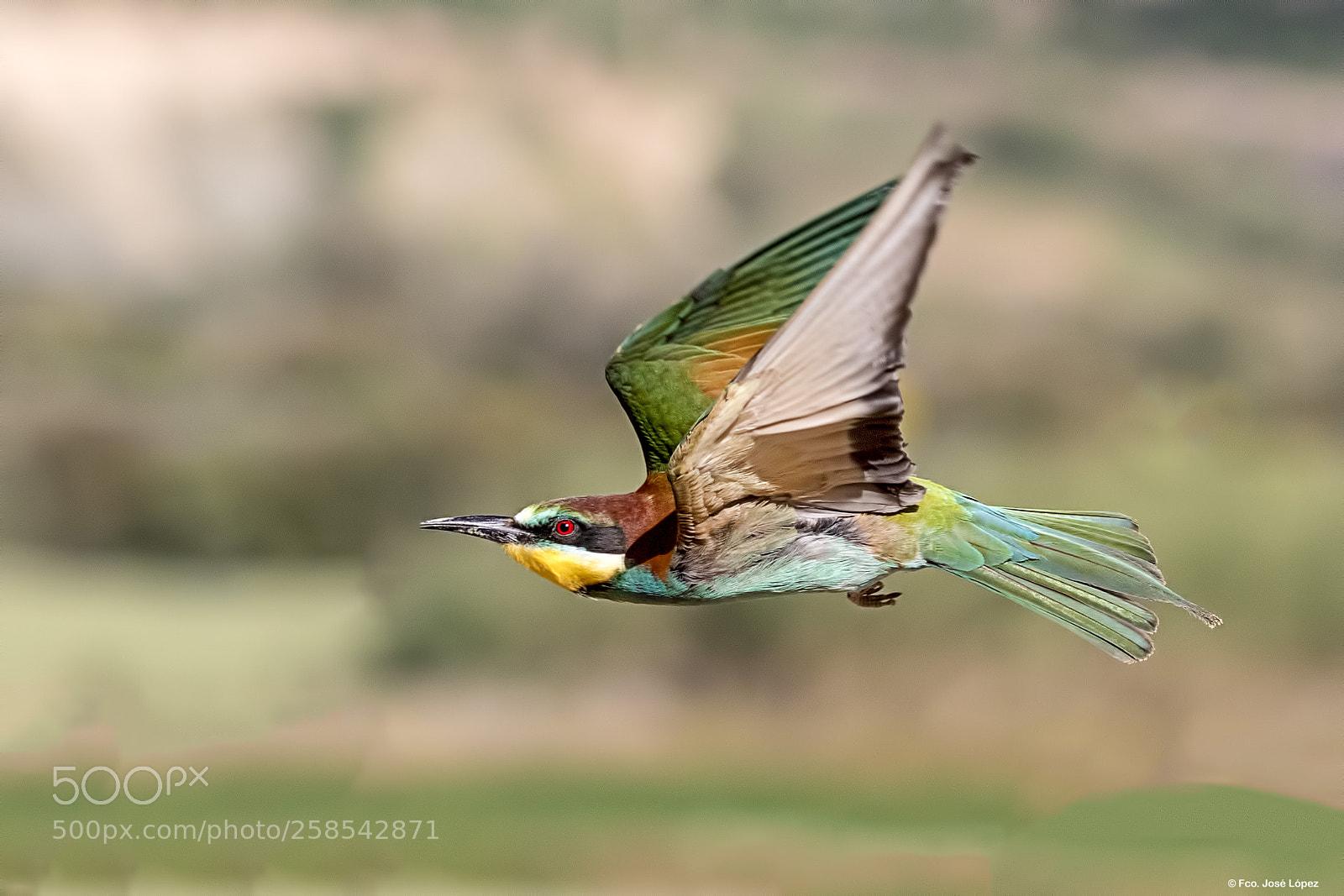 Canon EOS 7D Mark II sample photo. Abejaruco en vuelo photography