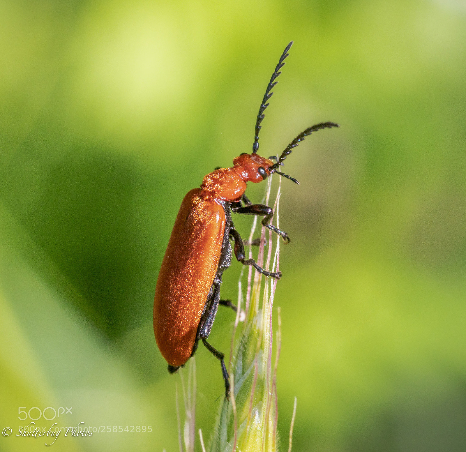 Canon EOS 80D sample photo. Cardinal beetle photography