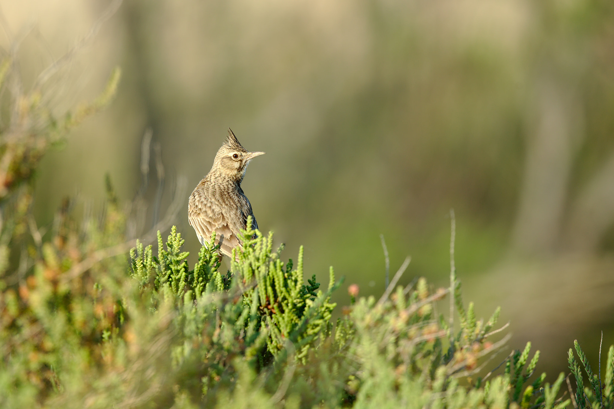 Canon EF 300mm F2.8L IS II USM sample photo. Cochevis huppé photography