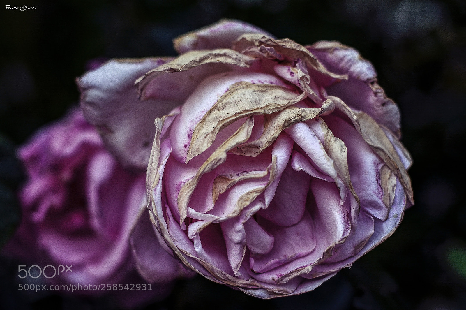 Nikon D7100 sample photo. Rose photography