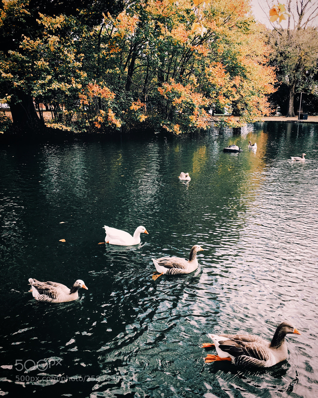 Apple iPhone 6s sample photo. Zen photography