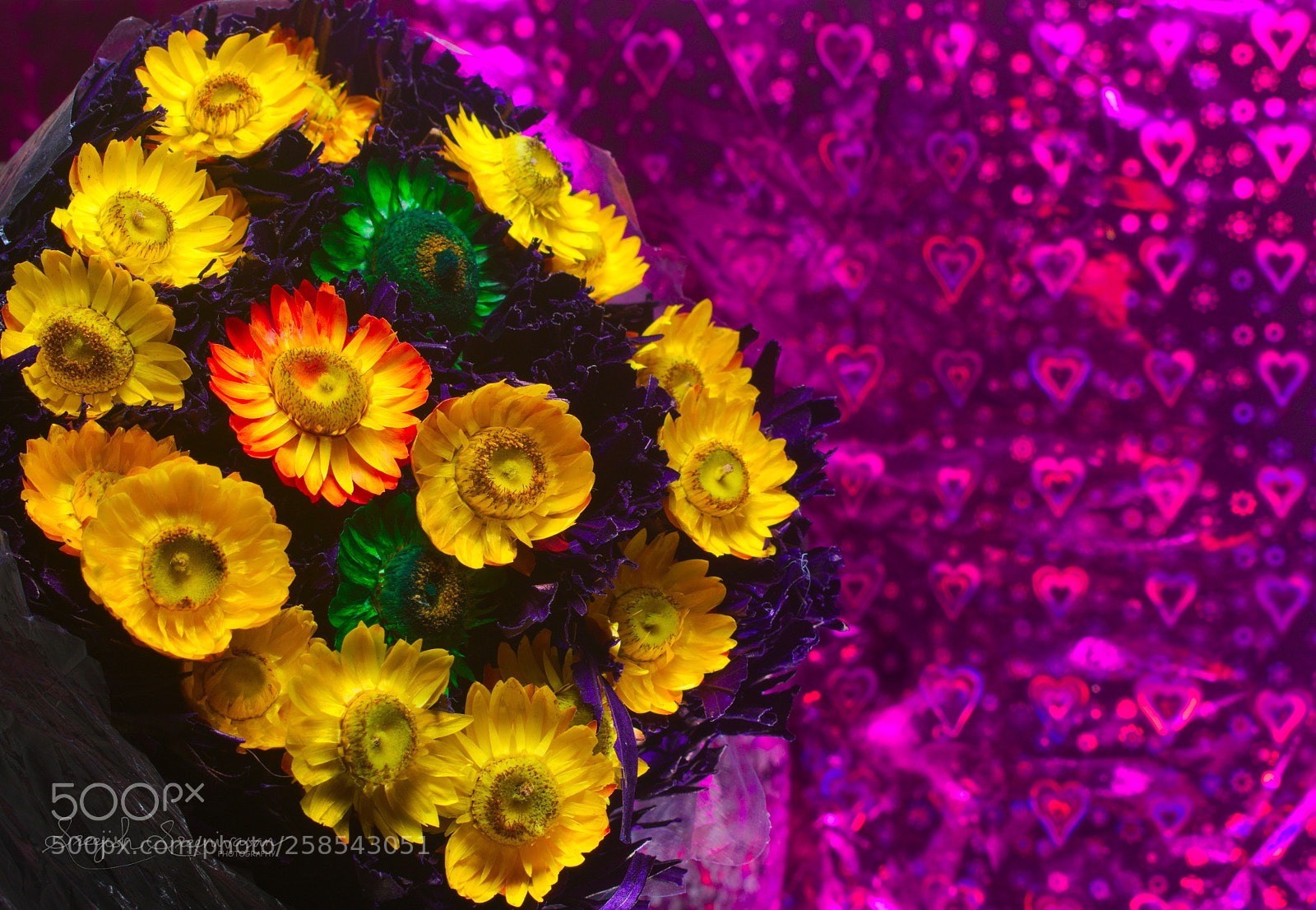 Nikon D3400 sample photo. Everlasting flowers photography