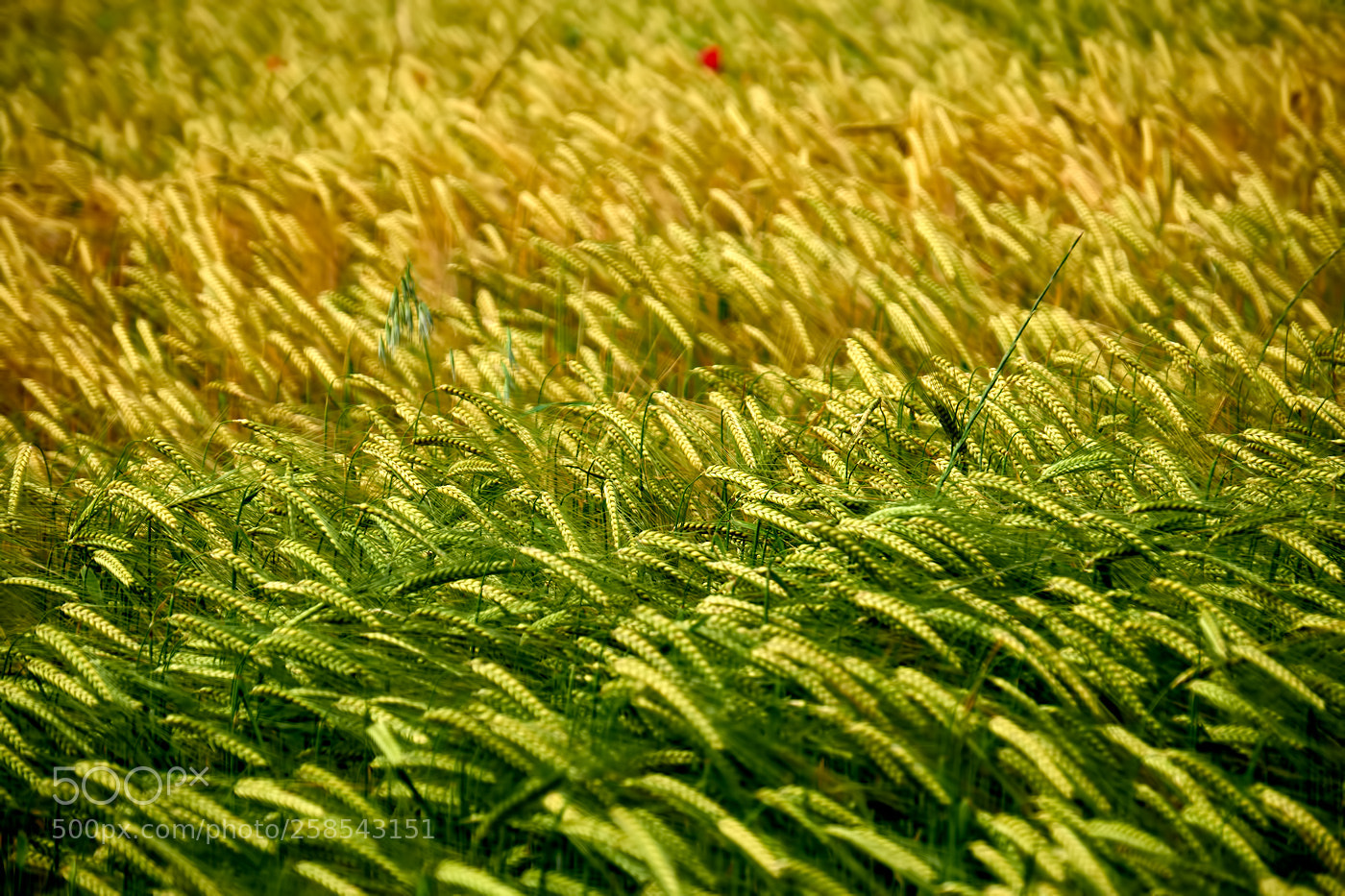 Fujifilm X-E2 sample photo. Harvest time photography