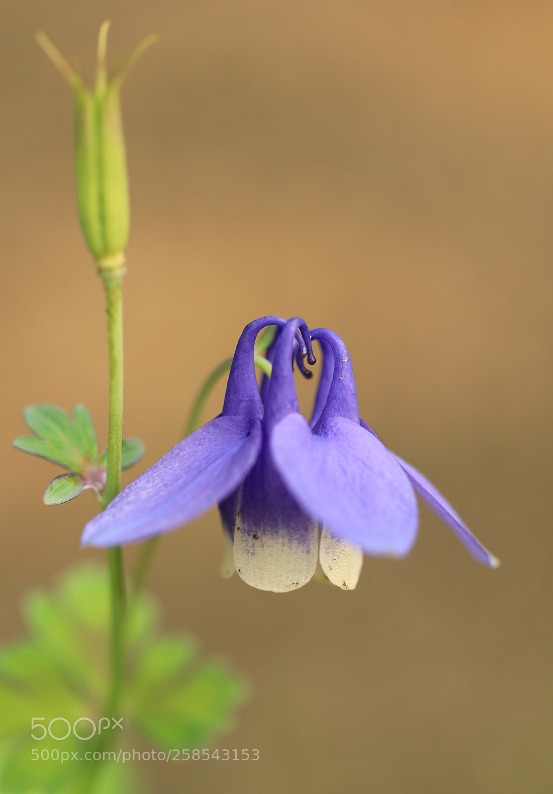 Canon EOS 5D Mark IV sample photo. Columbine, coumbarium photography