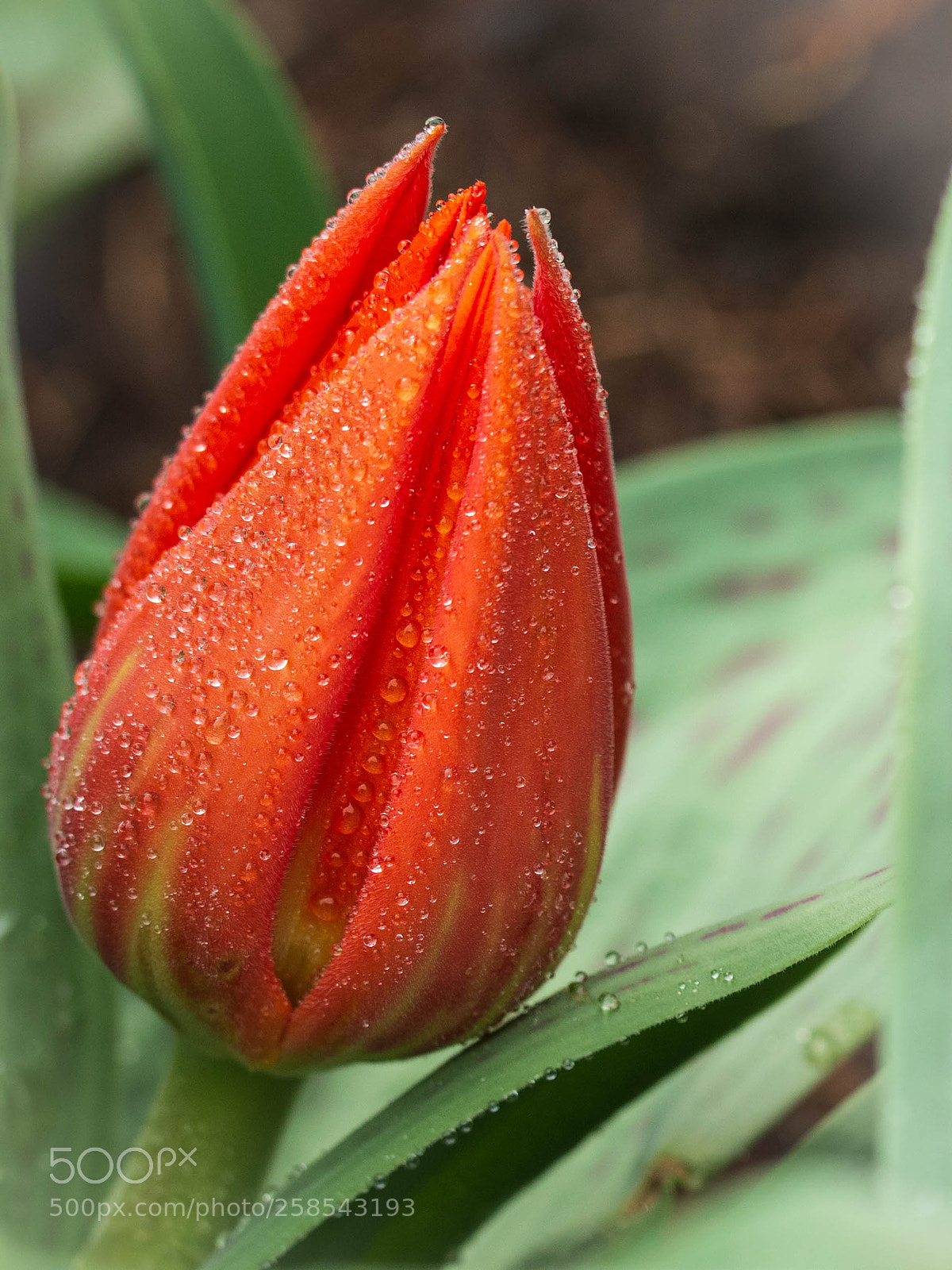 Canon EOS 6D sample photo. Rain on red tulip photography