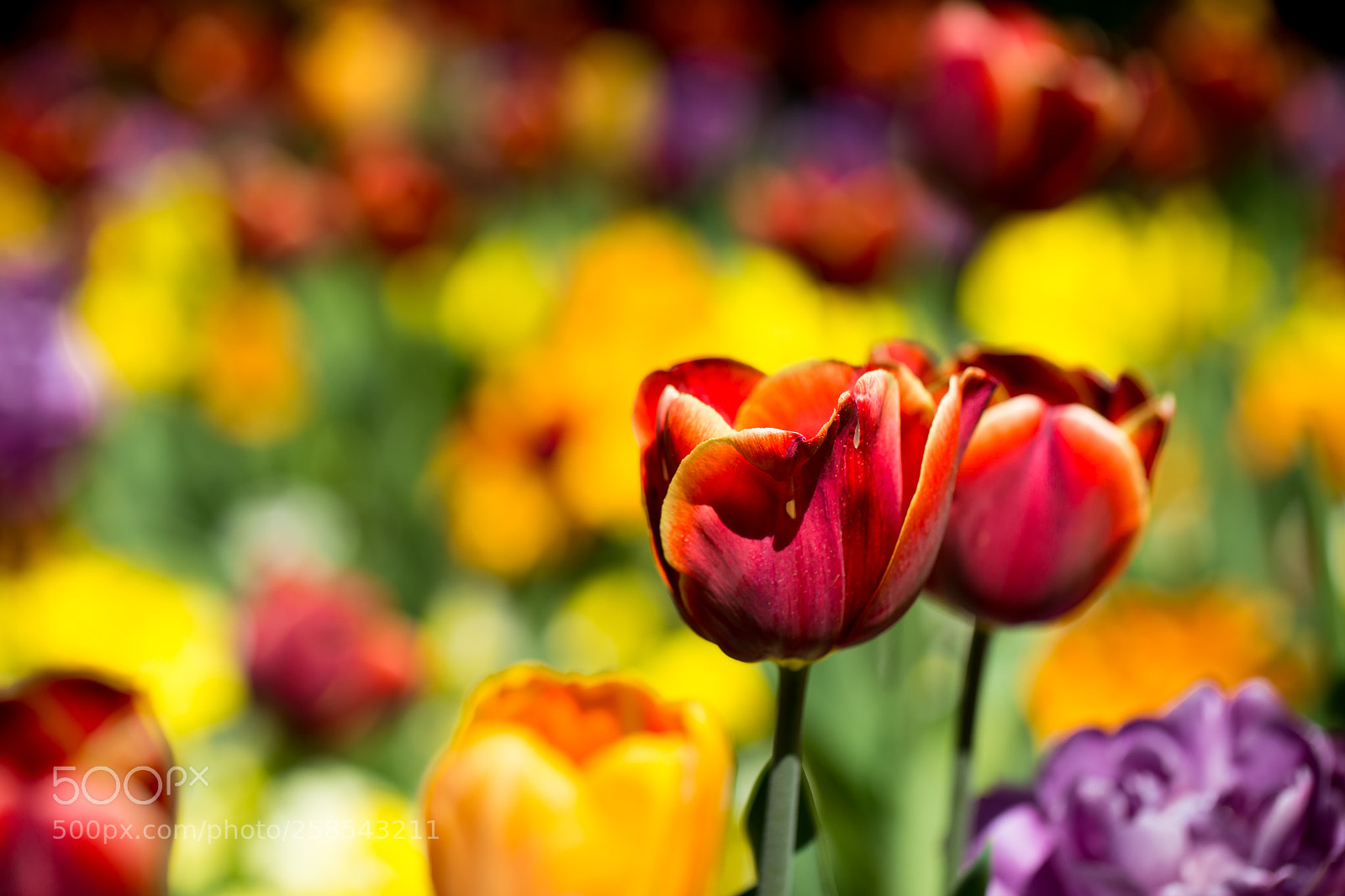 Canon EOS 6D sample photo. Color flash photography