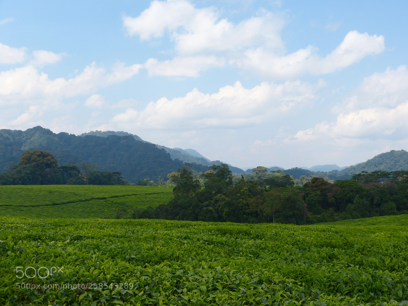 Panasonic Lumix DMC-FZ150 sample photo. Tea plantation photography