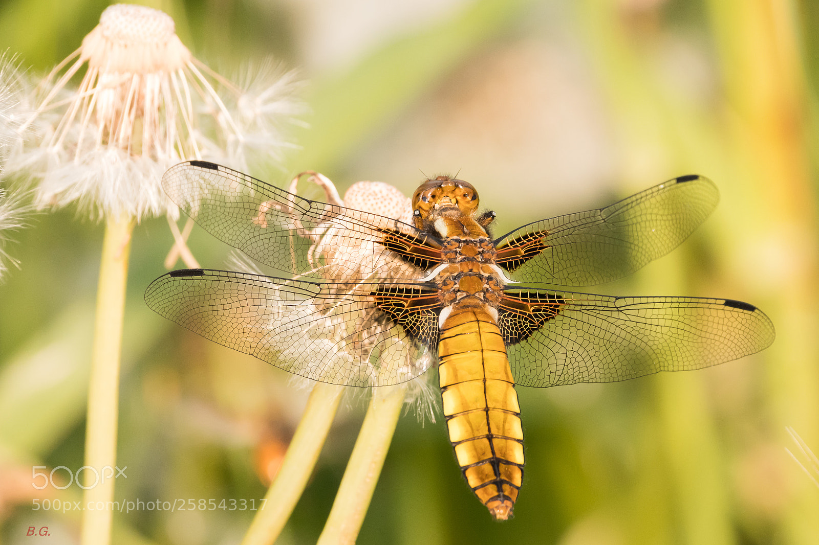 Canon EOS 80D sample photo. Golden photography
