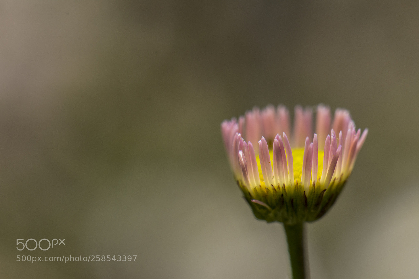 Nikon D7200 sample photo. Daisy photography