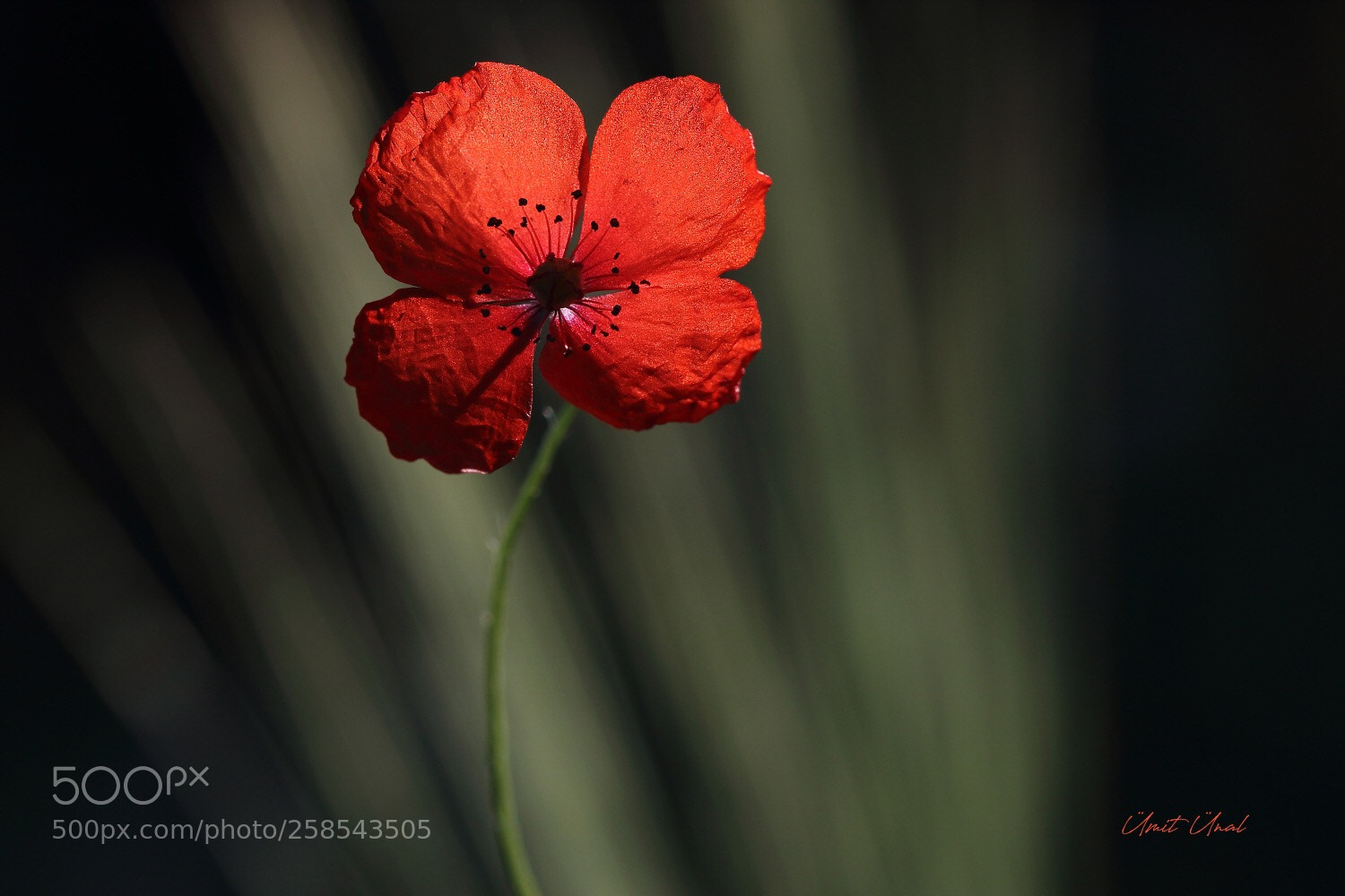 Canon EOS 7D Mark II sample photo. P o p p photography