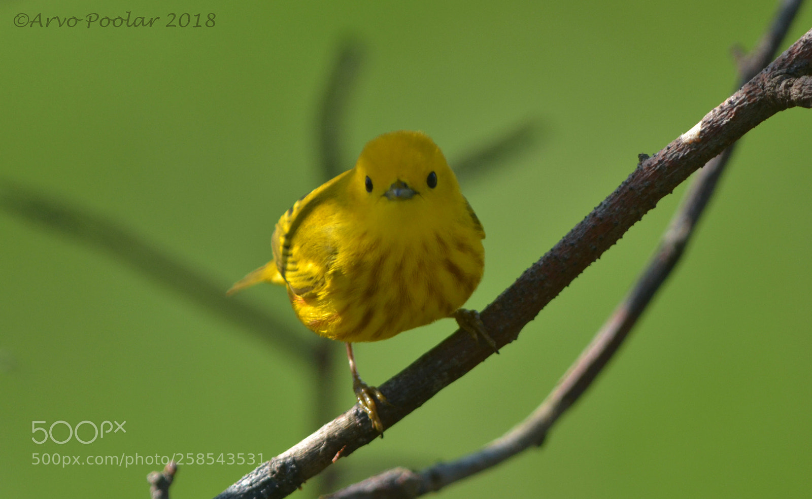 Nikon D7000 sample photo. Yellow warbler photography