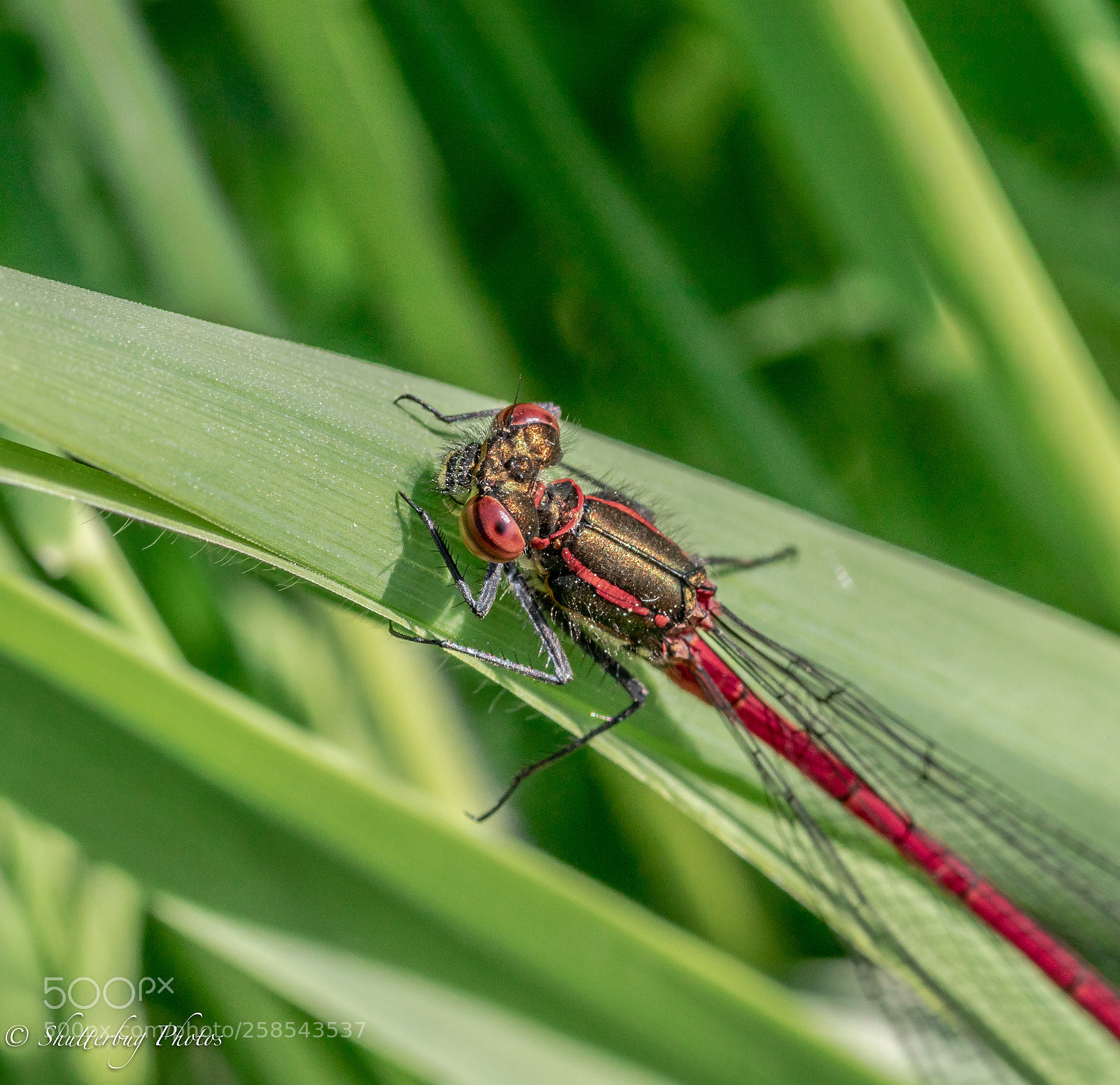 Canon EOS 80D sample photo. Red damsel fly photography