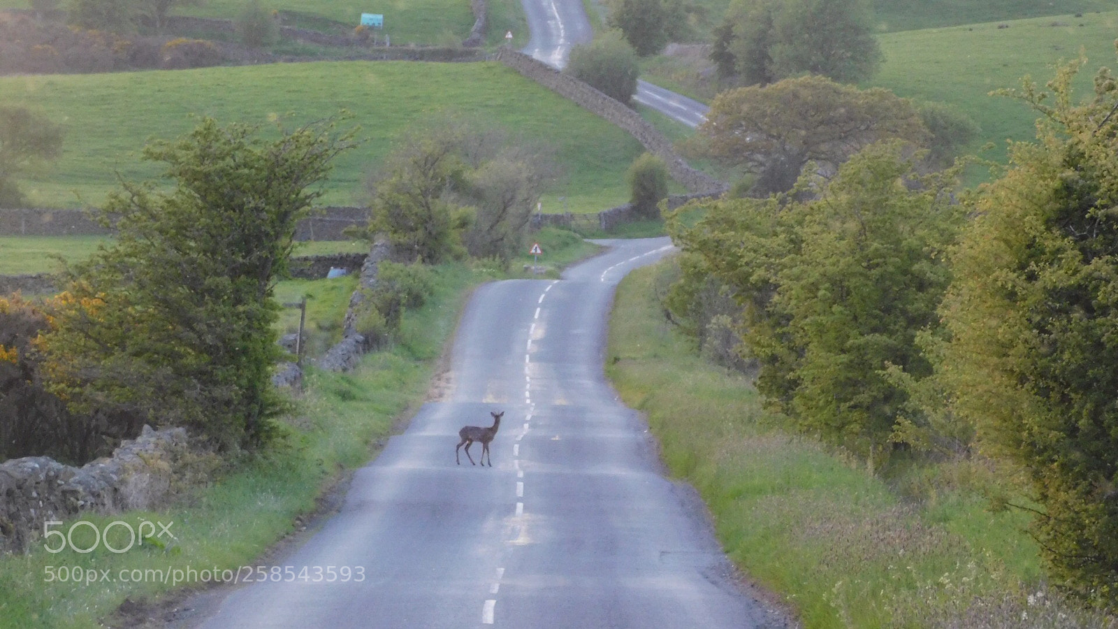 Nikon Coolpix B500 sample photo. Deer photography