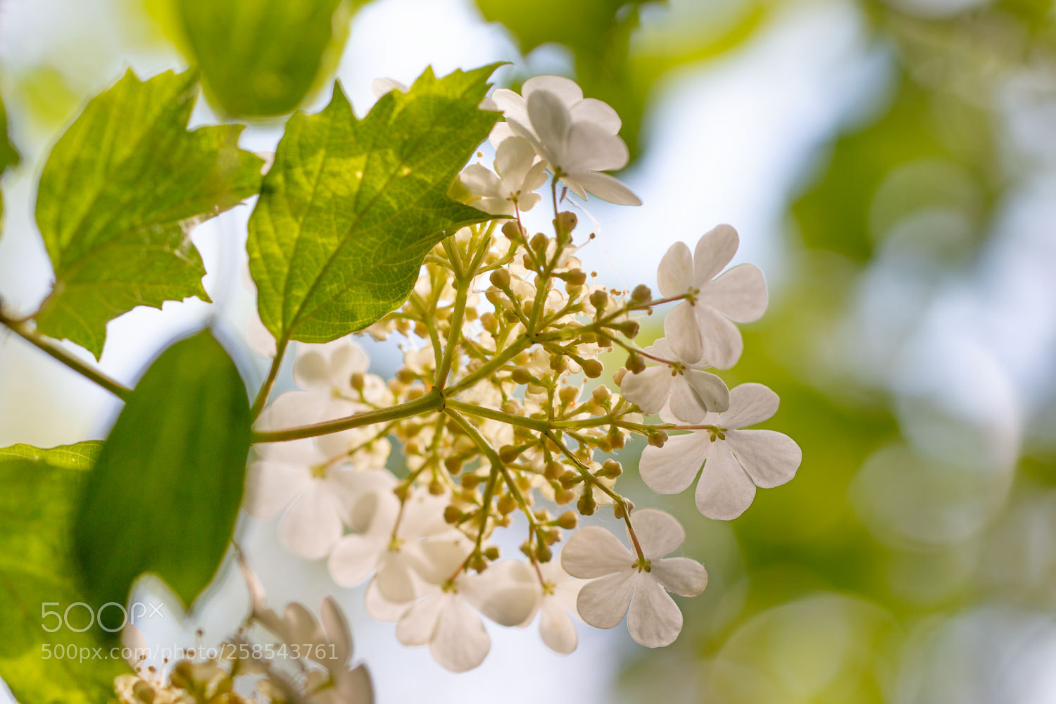 Canon EOS 70D sample photo. Elderflower photography