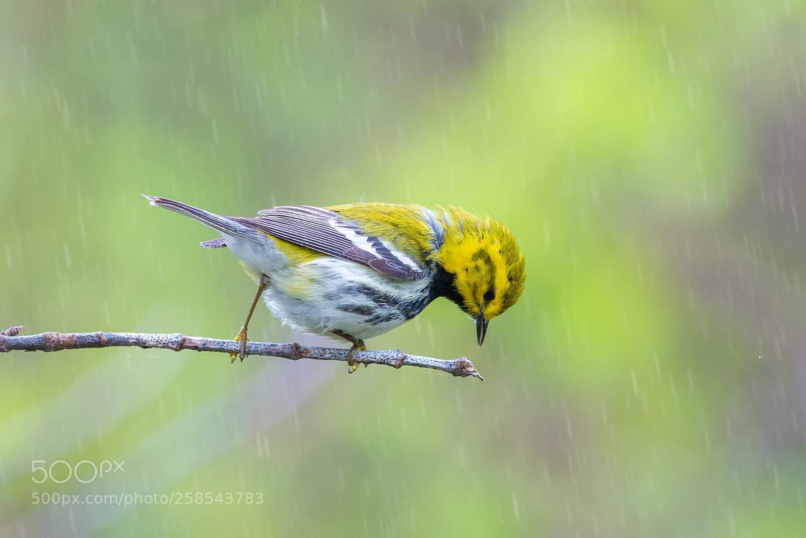 Nikon D610 sample photo. Black throat warbler in photography