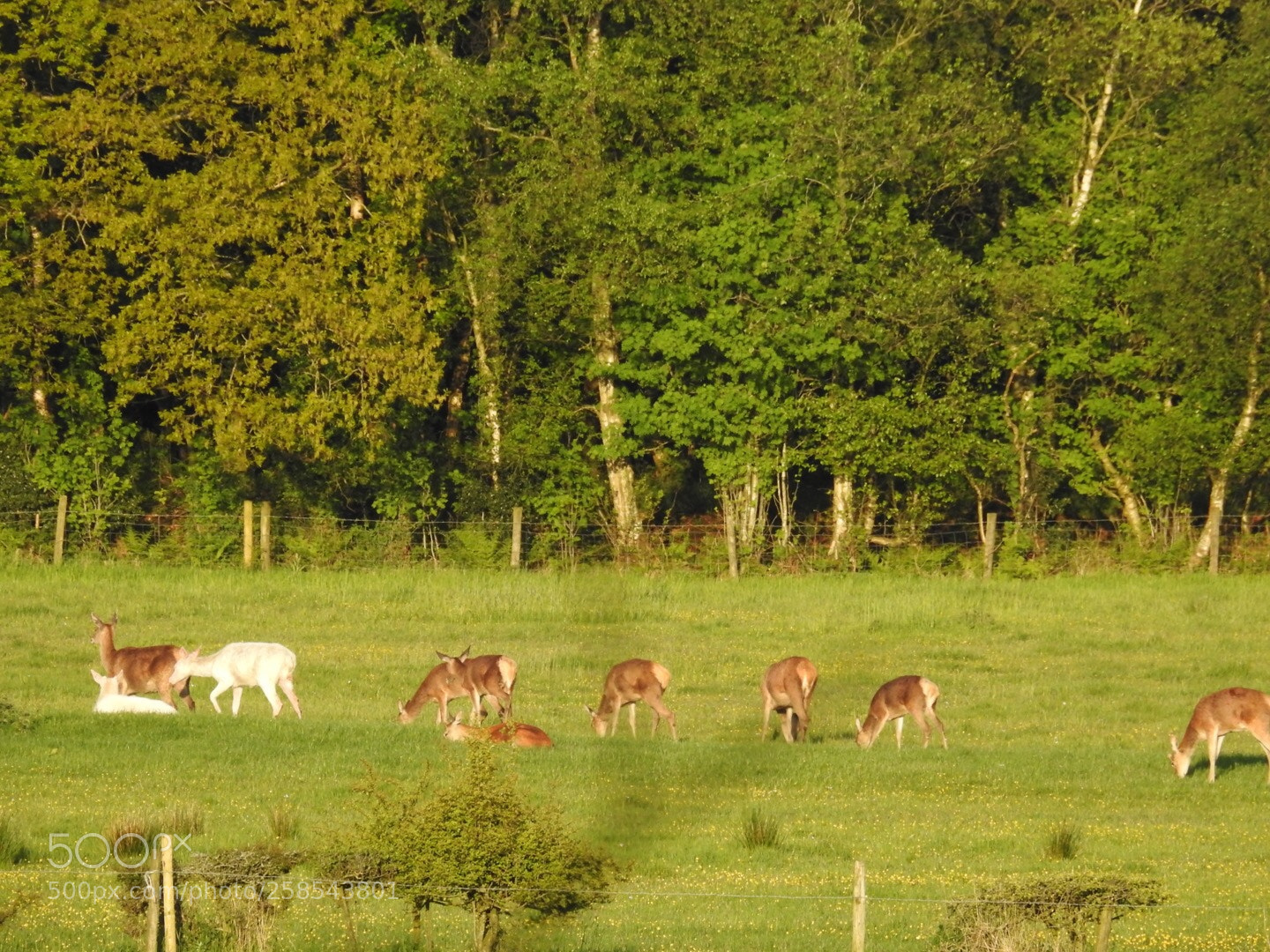 Nikon Coolpix P900 sample photo. White deer  photography