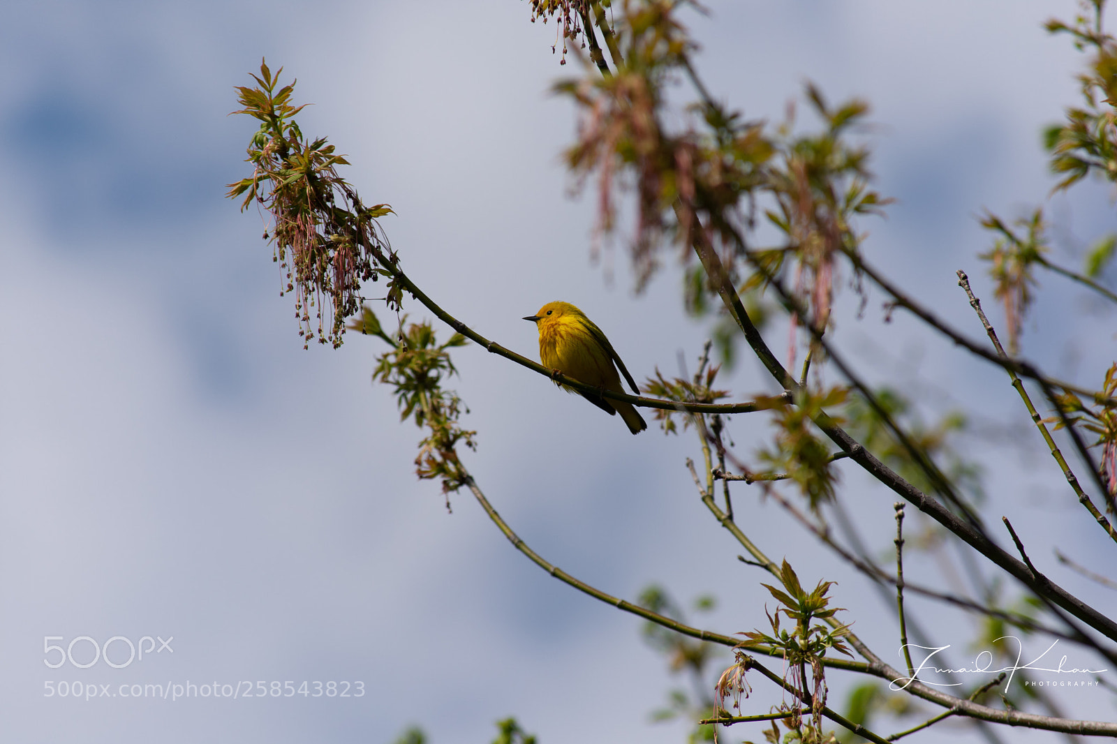 Nikon D3400 sample photo. Yellow photography