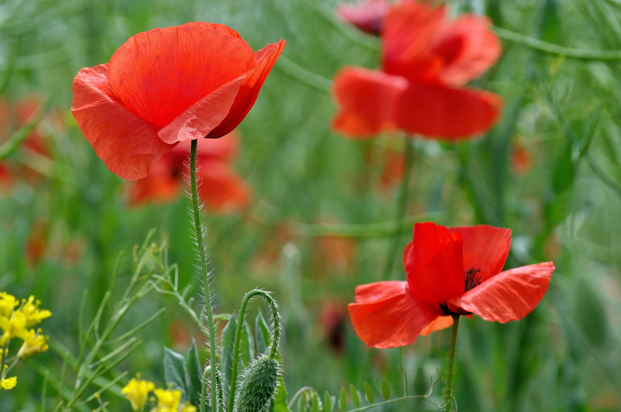 Nikon D5000 sample photo. Beautiful poppies photography