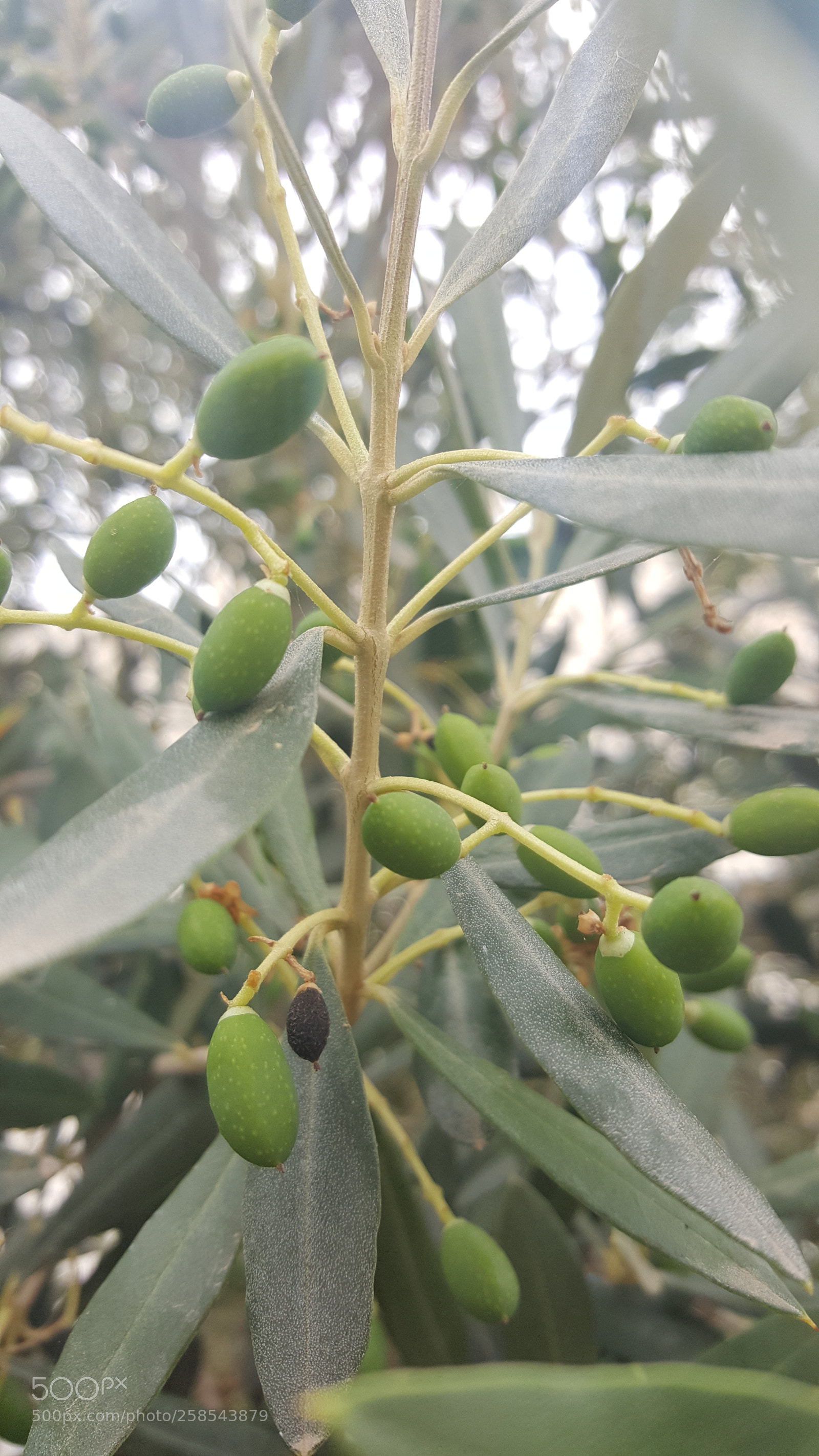 Samsung GALAXY S6 edge sample photo. Olive tunisien photography