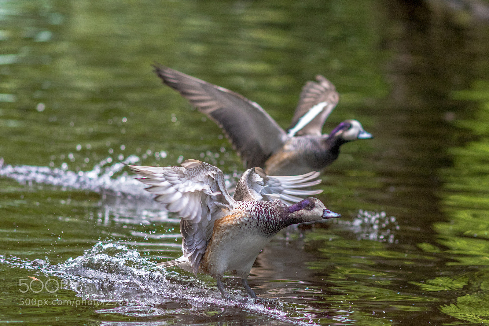 Canon EOS 7D Mark II sample photo. Enten landung photography