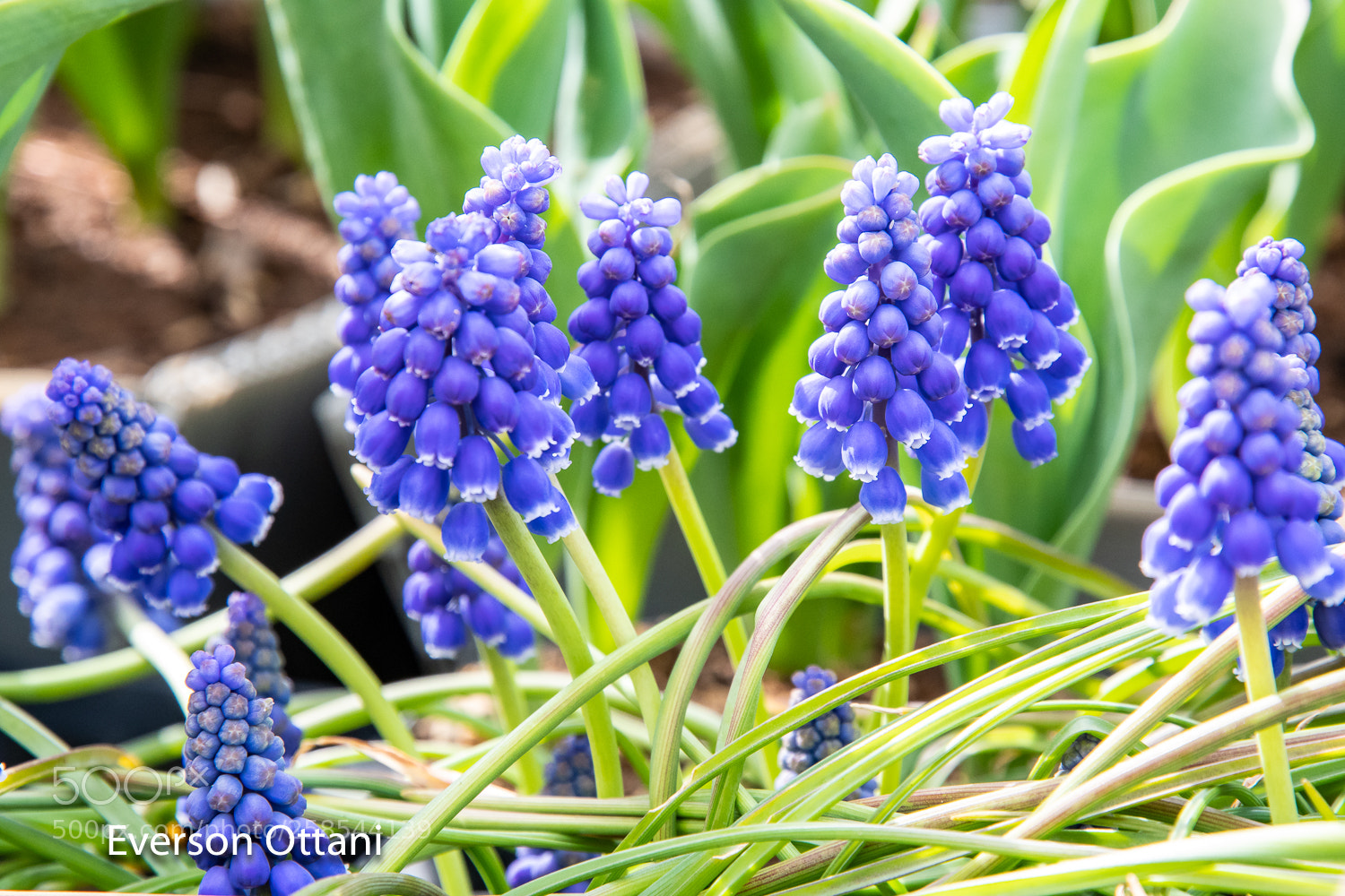 Nikon D500 sample photo. Purple flowers photography