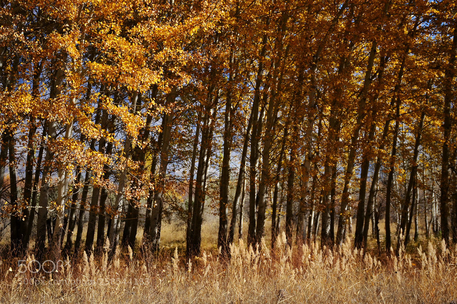 Nikon D3100 sample photo. Sway. photography