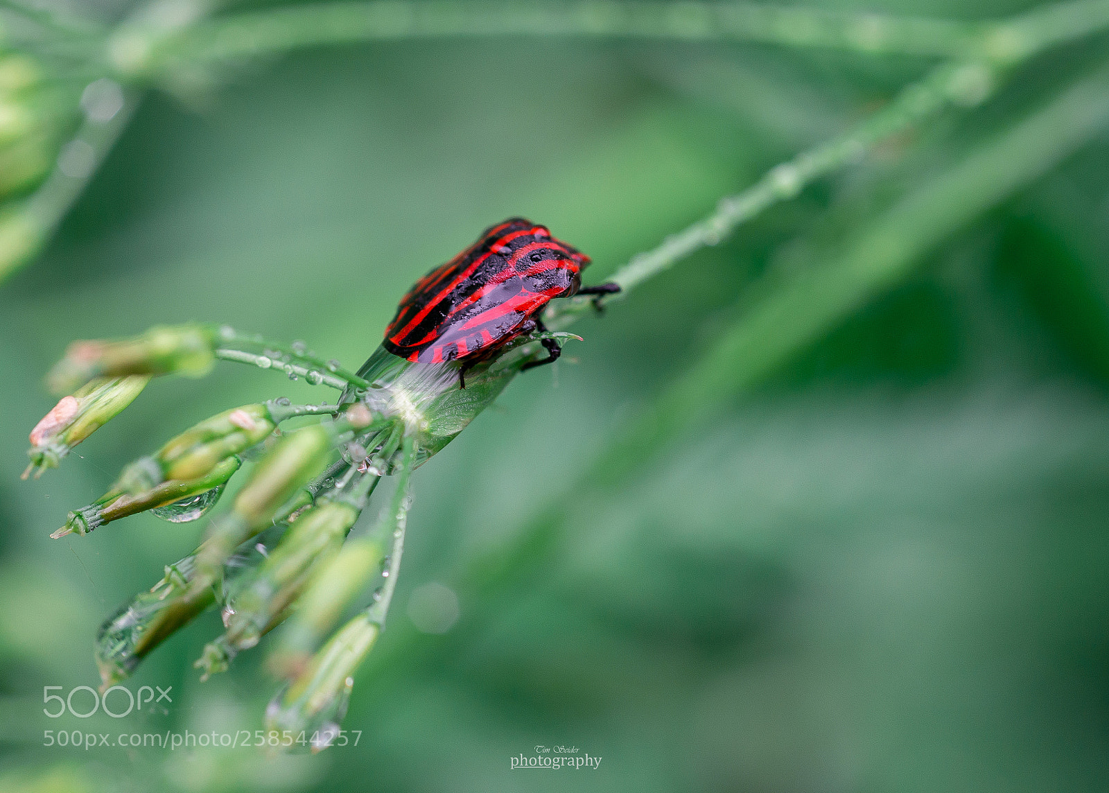 Nikon D610 sample photo. Waterproof! photography