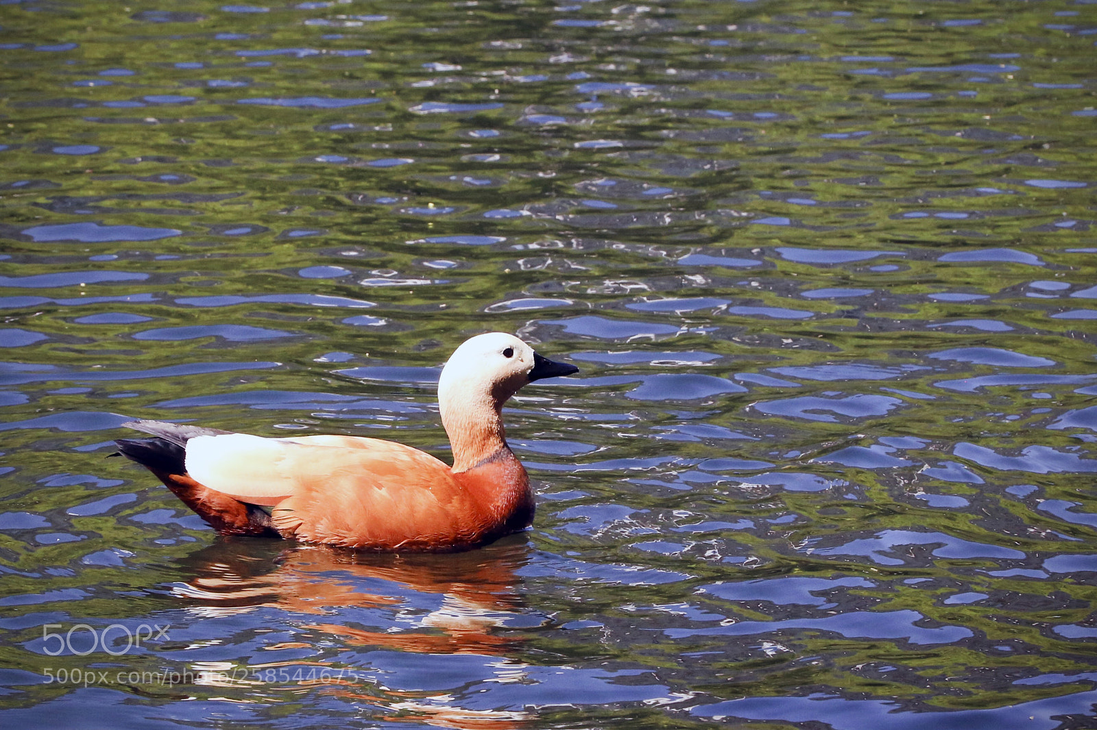 Canon EOS 6D sample photo. Just duck photography