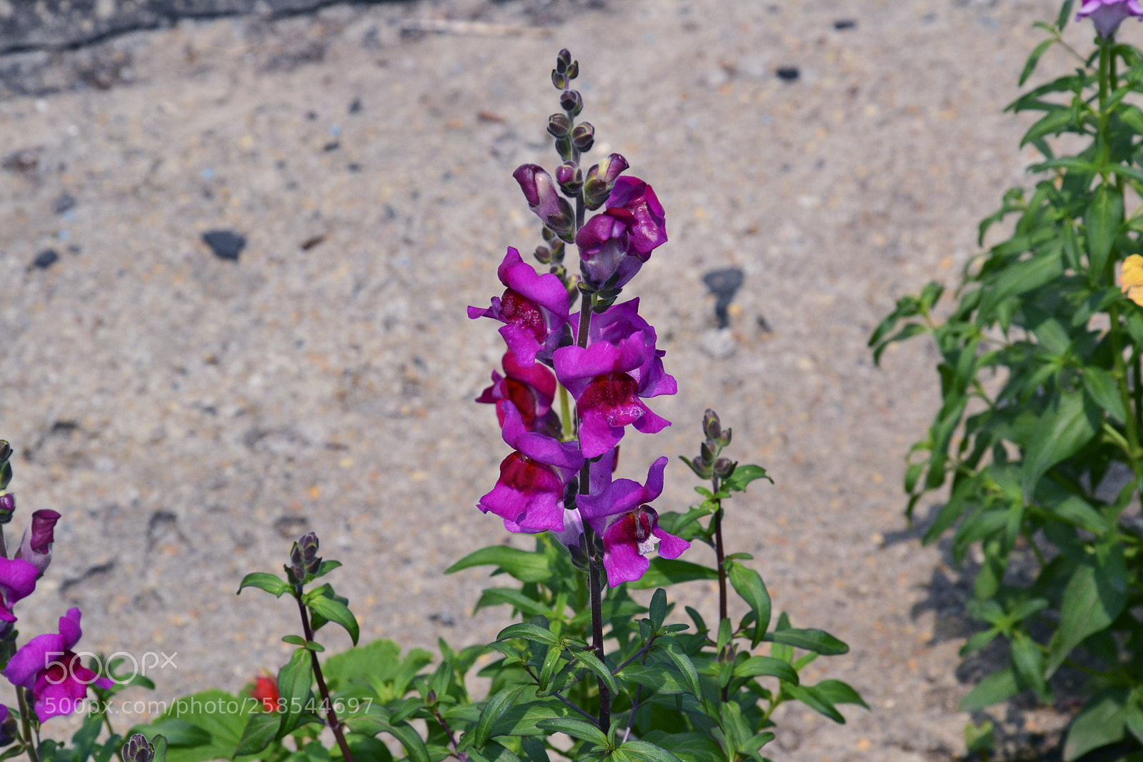 Nikon D3100 sample photo. Untitled photography