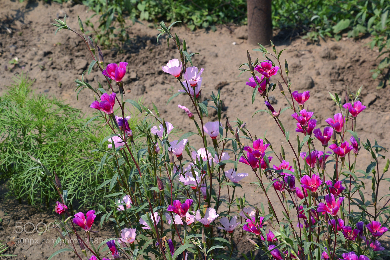 Nikon D3100 sample photo. Untitled photography