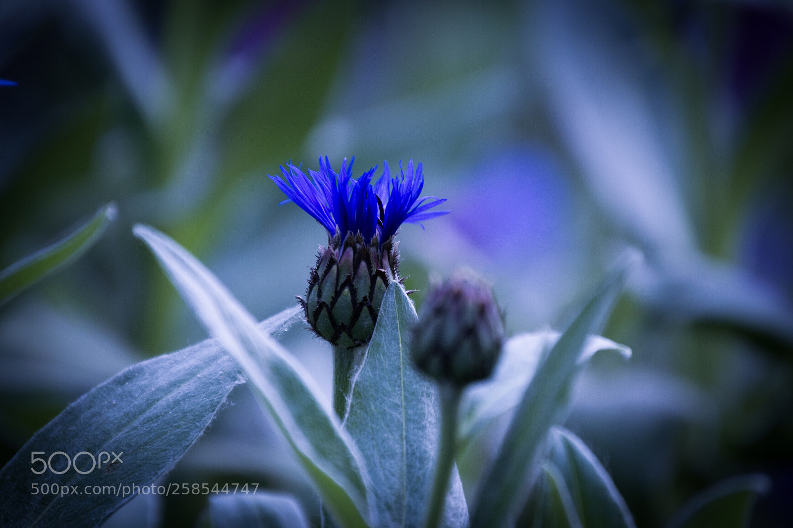 Nikon D3100 sample photo. Blue photography