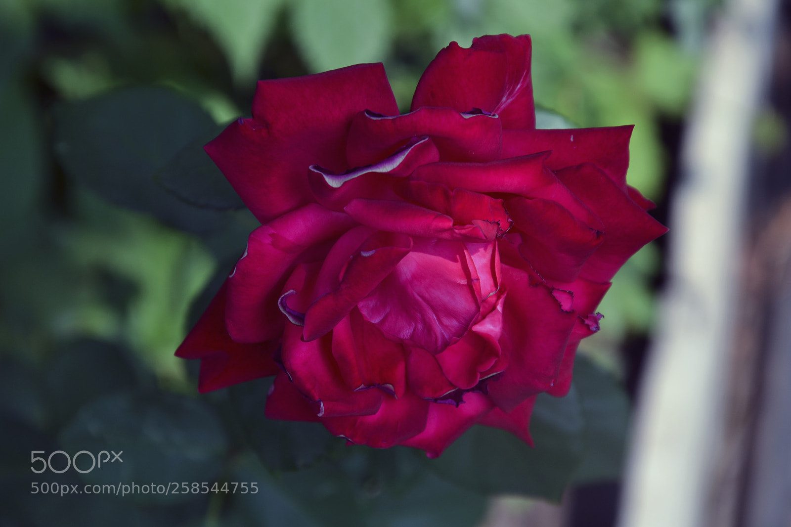 Nikon D3100 sample photo. Rose photography