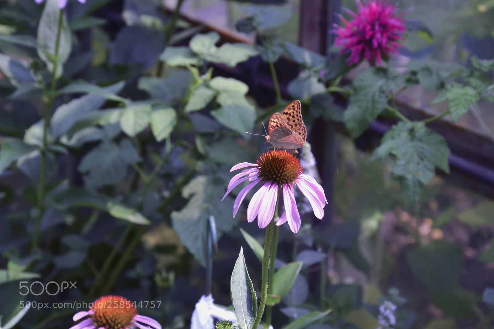 Nikon D3100 sample photo. Untitled photography
